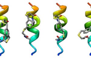 Ribbon diagrams of four stapled helical peptides with "staples" shown in stick.